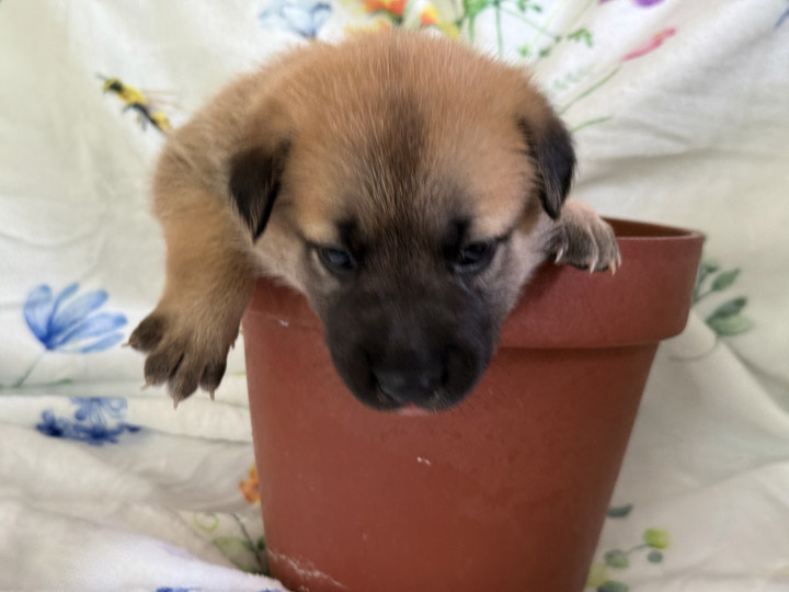 chinook puppy